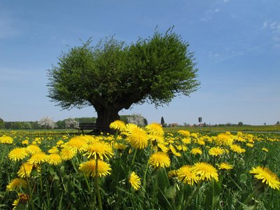 Naturhotel im Odenwald